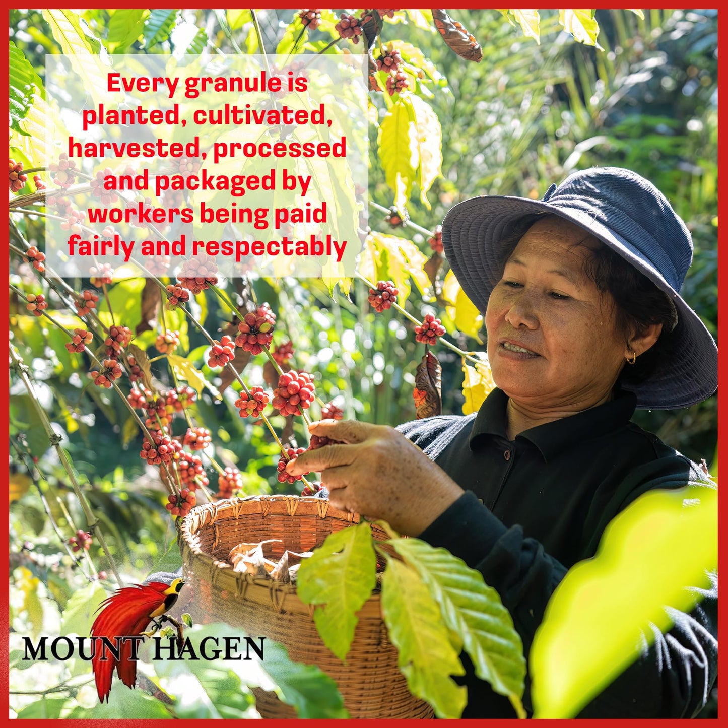 Mount Hagen 3.53oz Organic Freeze Dried Instant Coffee